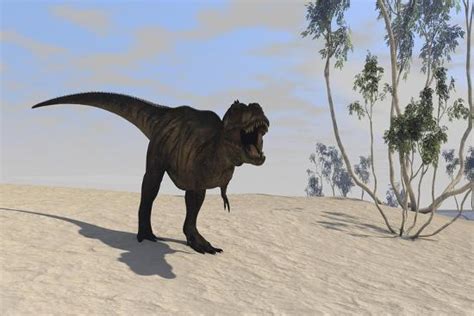 Tyrannosaurus Rex Hunting In An Open Desert Prints