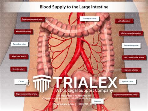 Arteries Of The Abdomen Teachmeanatomy Sexiz Pix Hot Sex Picture