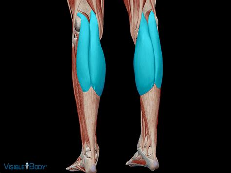 Learn Muscle Anatomy Gastrocnemius