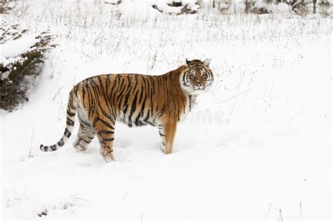 Siberian Tiger Stock Photo Image Of Wildlife Tiger 13151506