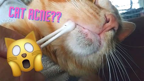 Feline Acne Asmr Satisfying Blackhead Removal Relaxing Cat Chin Pimple Cleaning Home