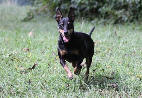 manchester terrier dog breed information  images  research