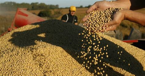 La Nación Paraguay Caerá En Ranking De Exportadores De Soja