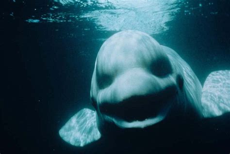 Chatty Pets A Beluga Whale Astounds Its Keepers By Speaking Like A