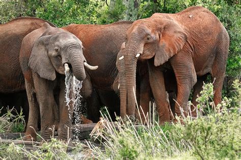 Muddy Elephants In Serengeti National Park Anne Mckinnell Photography