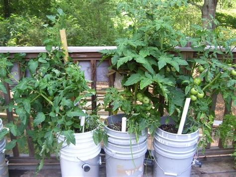 5 Gallon Self Watering Tomato Container Diy Projects For