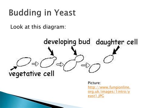 Plant Budding Yeast Ideas Of Europedias