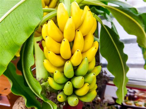 Вкуснейшие Бананы Фото Telegraph