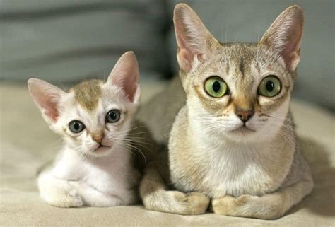 8 Of The Most Adorable Cats With Big Ears Fluffy Kitty