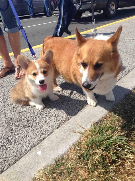 Wally Was So Excited To Meet A Big Corgi That He Plopped Right Down