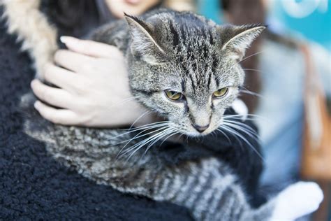 Legrand, a lifelong cat lover who brought her two cats with her when she moved from paris to. NYC's Cat Cafe About As Amazing As It Sounds | HuffPost