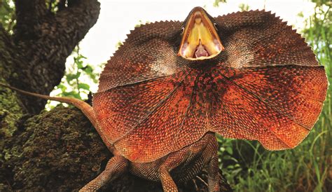 The Science Behind The Frill Of The Frillneck Lizard Frilled Lizard Cute Reptiles Reptiles