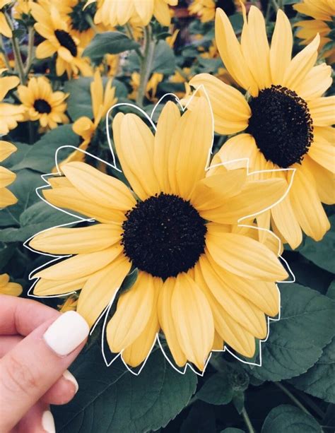 Pin By Danielle On Yellow Flower Aesthetic Yellow Aesthetic Pastel