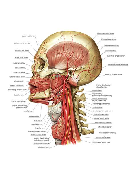 Muscles Of The Neck Photograph By Asklepios Medical Atlas Pixels Porn Sex Picture