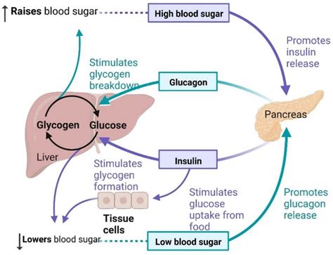 Cells Free Full Text Development Of Dementia In Type 2 Diabetes