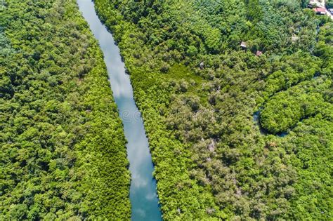 River In Tropical Mangrove Green Tree Forest Stock Photo Image Of