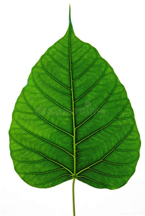 Green Leaf Texture Bo Leaves On White Background Stock