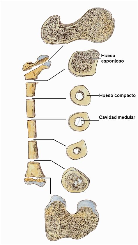 El Sistema óseo 1 El Sistema óseo Y El Esqueleto El Sistema óseo