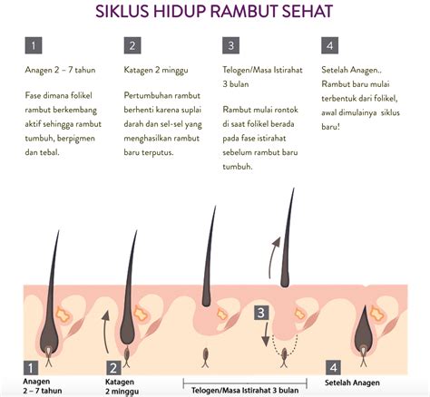 Rambut Rontok Dan Solusi Terbaru Dari Abbott Cg 210 Jean Milka