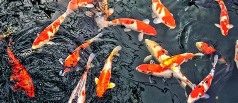 Koi Fish Diseases Some Useful Information On Subject