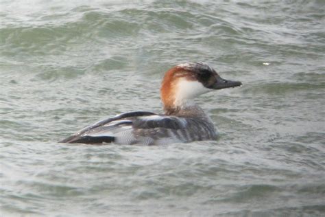 Tom Hince Adventures With Birds And Other Stuff Smew At Whitby Harbour