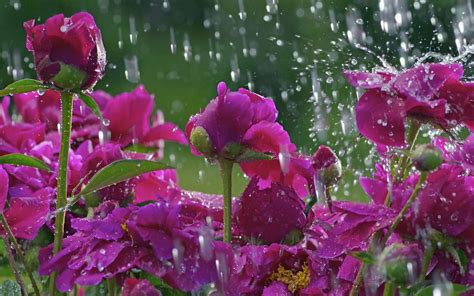 Most Beautiful Rain Wallpapers Top Free Most Beautiful Rain