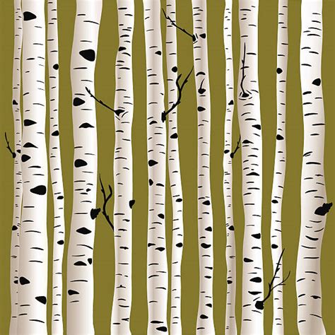 Royalty Free Birch Tree Clip Art Vector Images And Illustrations Istock