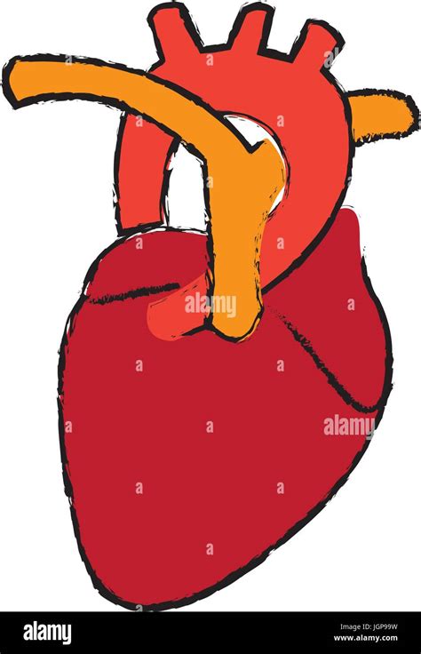 Human Heart Anatomy Medical Science Vector Illustration Stock Vector