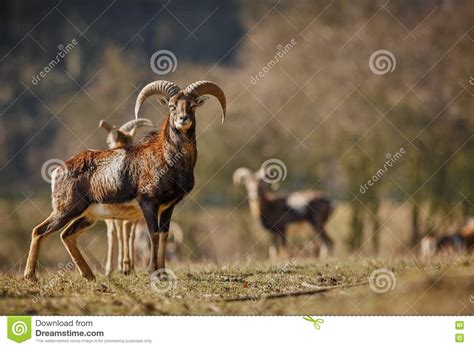 Big European Moufflon In The Forest Stock Image Image Of Deer