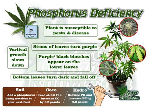 Phosphorus Deficiency In Plants