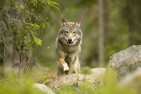 11 Incredible Images Of Swedens Wildlife — Wildsweden Wildlife