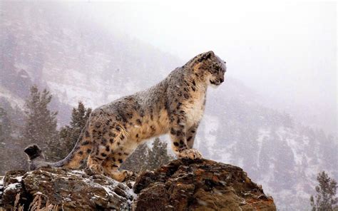 Hintergrundbild für Handys Leopard Schneeleopard Wald Irbis Schnee