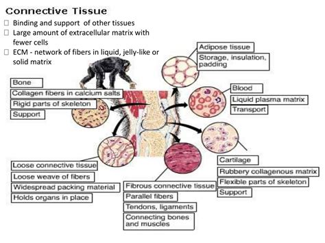 Ppt Tissue Powerpoint Presentation Free Download Id9177892