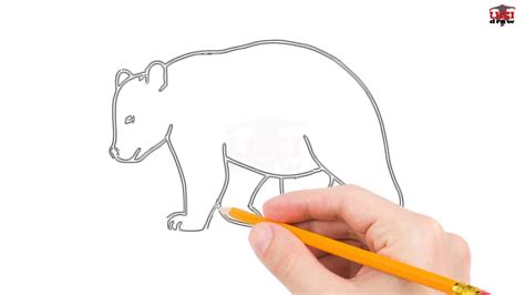 There's also more helpful advice on developing your drawing skills, walking through how to this drawing tutorial offers pro tips for getting the anatomy right, so that you can create a believable bear. How to Draw a Bear Step by Step Easy for Beginners/Kids ...