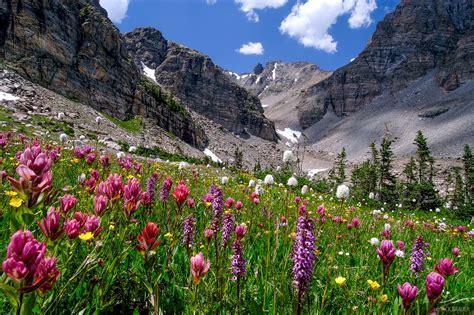 Ogalalla Flowers Indian Peaks Wilderness Colorado Mountain