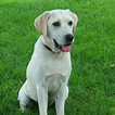 Labrador Retriever Info, Temperament, Life Span, Puppies, Pictures