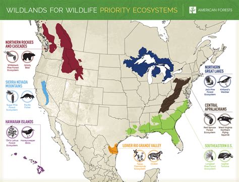 Wildlands For Wildlife American Forests