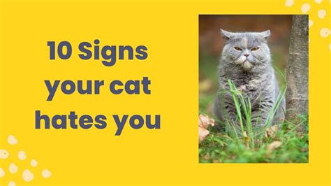 10 Signs That Your Cat Hates You Youtube