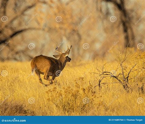 Whitetail Deer Buck Is Shown Racing Through Woodlot During Hunting