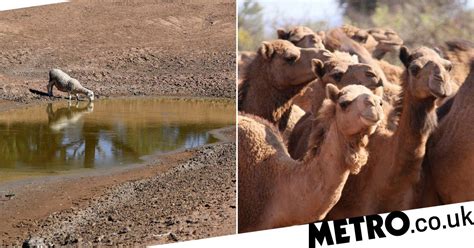 up to 10 000 unruly camels to be shot for causing chaos in australia metro news