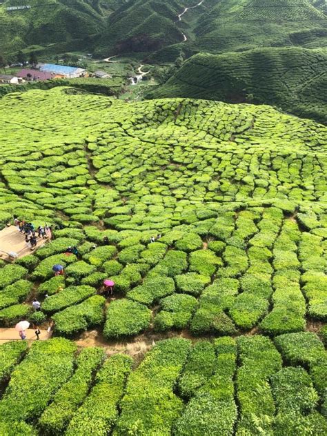 Visit one of the plantations and then enjoy tea and scones while looking over the tea fields. Nak ke Cameron Highlands? Ini 7 Tips Anda Kena Tahu | YOY ...