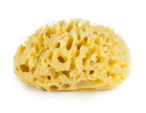 100 years old tradition of diving, processing and selling natural sea sponges 3,5 inch natural sea sponge silk fine premium quality. Bellini Honeycomb Bath Sponge Natural Sea Sponge | Walmart ...