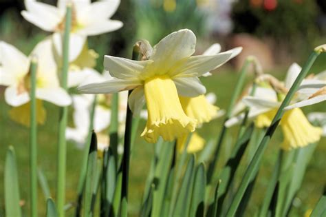 1920x1080 Wallpaper Flowers Narcissus Flower Daffodil Peakpx