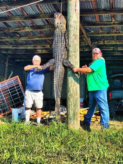 Alligator Hunting Gallery Texas Alligator Gar Rod And Reel Bow
