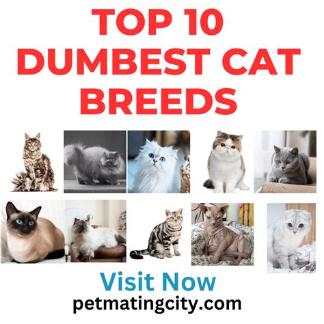Top 10 Dumbest Cat Breeds You Might Still Love
