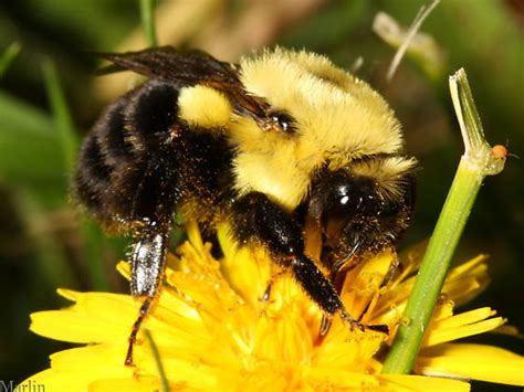 Bumble Bee Queen Bombus Impatiens Bugguidenet