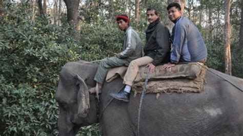 Nepal Rhino Numbers Rise In Exciting Milestone Bbc News