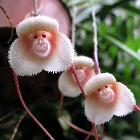 The flower looks like the bird dove. These Orchids Look Just Like Monkeys | Martha Stewart