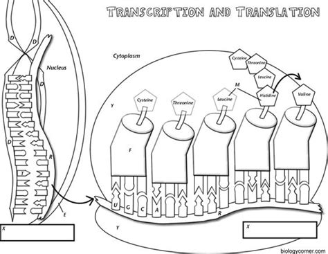 Differences in translation between prokaryotes and eukaryotes. Coloring worksheet that explains transcription and ...