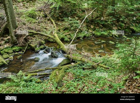 Fallen Tree In River Hi Res Stock Photography And Images Alamy